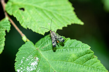 green shield bug