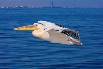 A Great White Pelican at the flight