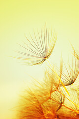 Fototapeta premium Dandelion flower on sun
