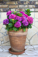 hortensia flowers in a clay pot