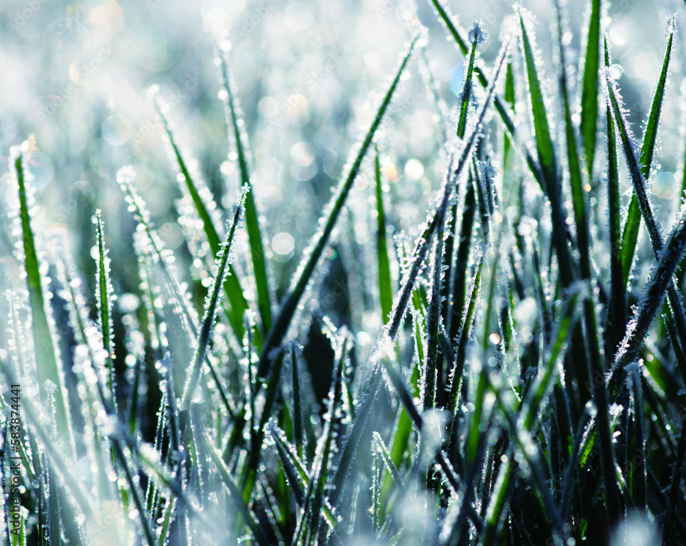 Canvas Prints Ice grass winter background