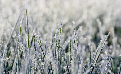 Fototapeta premium Close up frozen ice on grass