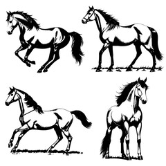Fototapeta na wymiar Vector image of horses. Vintage horse illustration.