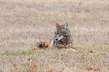 A Coyote Sleeping in a Prairie