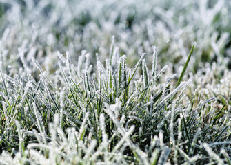 Green grass with morning frost