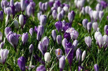 purple crocus flowers in a grass