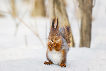 cute young squirrel on tree with held out paw against blurred winter forest in background.