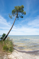 un arbre isolé sur le rivage