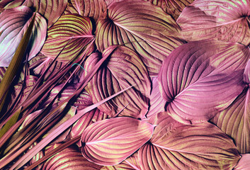 Pink tropical leaves texture