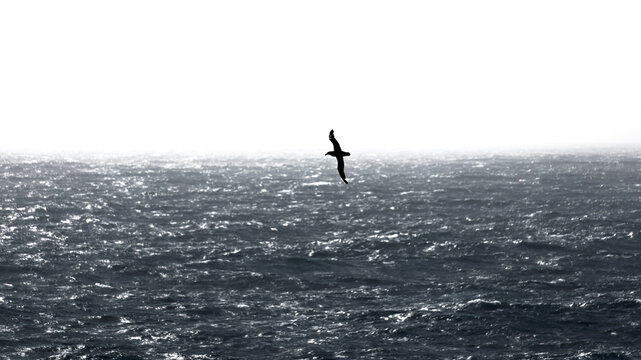 Albatross gliding over the Drake Passage, Southern Ocean below South America, Antarctica, Polar Regions