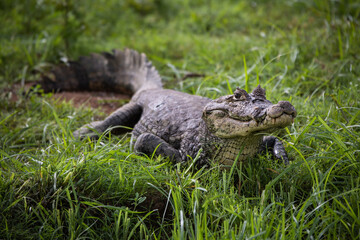 Crocodile on the river bank - Rio Negro in Costa Rica (crocodylus acutus)