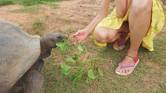 woman feeding Aldabra Giant Tortoise, scientifically known as Aldabrachelys gigantea. Indigenous to Aldabra atoll located in Seychelles. she experiences wildlife present on unspoiled La Digue island