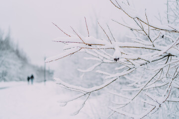 snow branches on the background of a winter park