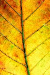 macro red leaf,close up autumn leaf texture, leaf of Bengal almond ( Terminalia catappa L. )