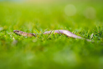 Blindschleiche, Echse, Schlange, Schleiche, Garten