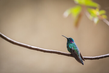 Hummingbird - Campylopterus hemileucurus Costa Rica - sitting on the branch