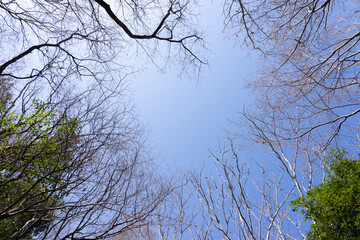 自然のフレーム（冬～春、木の枝）