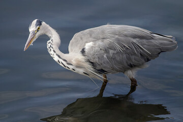 Heron during fishing closeup