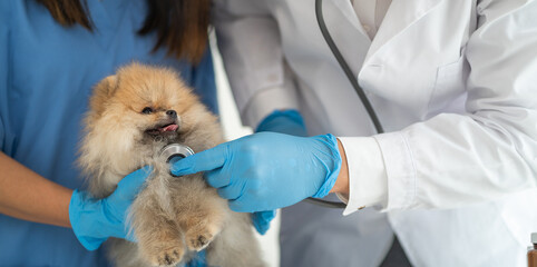 Examine the veterinarian's breath in work clothes, listen to the breath of a small dog, veterinary clinic, pet care concept.