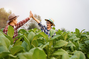 New generation of Asian farmers have succeeded in growing tobacco plants.
