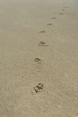 dog footprints on sand
