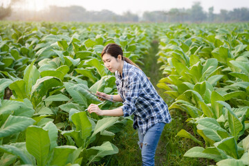 Farmers use the internet's main data network from their tablet to monitor, test and select new cultivation methods, young farmers and tobacco farming.Agriculture business concept