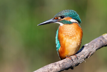 Common kingfisher, Alcedo atthis. A bird sits on a branch against a beautiful defocused background
