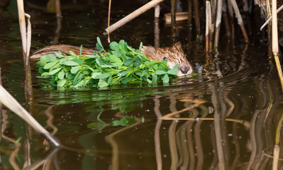 Muskrat, Ondatra zibethicus. An animal floating in a river, holding a branch of a plant in its teeth