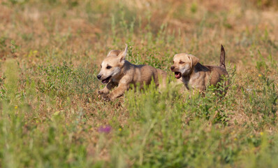 Dog, Canis familiaris. Puppies playing in the meadow