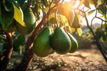 Avocados hanging, growing on a tree, close-up. Green fruits of avocado on the tree with leafs, sunlight, AI generative