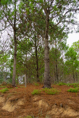 bosque de pinos pineros