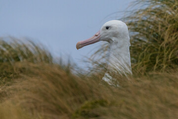 King Albatross close up