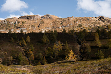 Fototapeta na wymiar Orange autumn tones in the hills and highlands of the Alpe Devero, Northern Italy