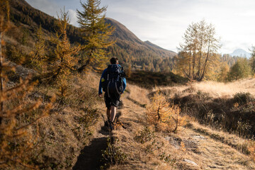 Fototapeta premium A hiker is walking along a hiking trail in the Alpe Devero, surrounded by yellow larches during autumn
