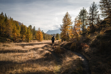 Fototapeta na wymiar A hiker is walking along a hiking trail in the Alpe Devero, surrounded by yellow larches during autumn