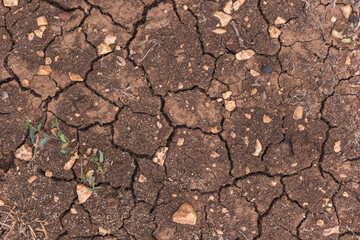 cracked earth as background close-up. Ecological catastrophy.