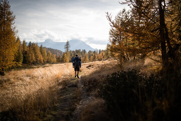 Fototapeta premium A hiker is walking along a hiking trail in the Alpe Devero, surrounded by yellow larches during autumn