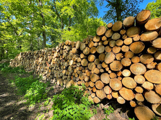 Logs on piles for processing as firewood or construction timber - obrazy, fototapety, plakaty