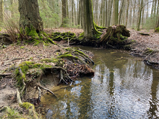 Trees with visible roots by a small stream in the forest