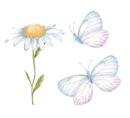 Collection of watercolors with wildflowers, chamomile and butterflies. Isolated on a white background.