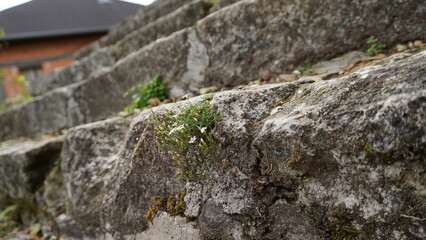 Blume an der Stufe