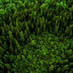 Aerial view of a dark green boreal forest
