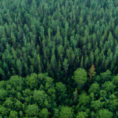 Aerial view of a dark green boreal forest