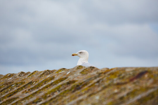 Mousehole, Cornwall, UK - Seagull ((Larus argentatus)) standing on harbour wall