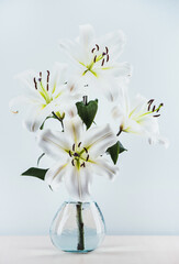 Branch of beautiful white lilies in a vase on a blue background