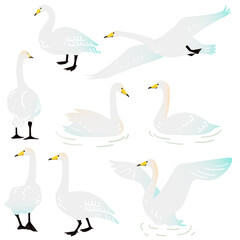 Vector illustration set of standing, walking, flying, floating and flapping whooper swans © bonsatei