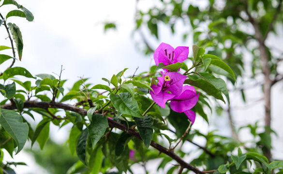 beautiful bougenville flowers at the garden - pink or purple flower 