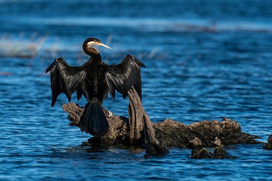 African Darter (Anhinga rufa), Chobe National Park