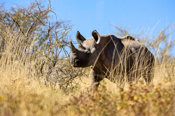 A Rhino in the Savannah of Namibia