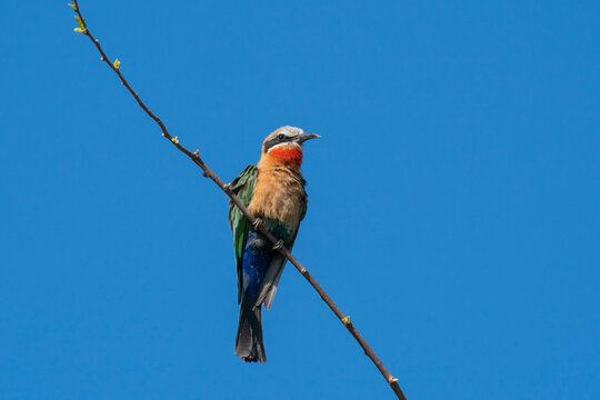 White-fronted bee-eater (Merops bullockoides) perching on a branch, Chobe National Park